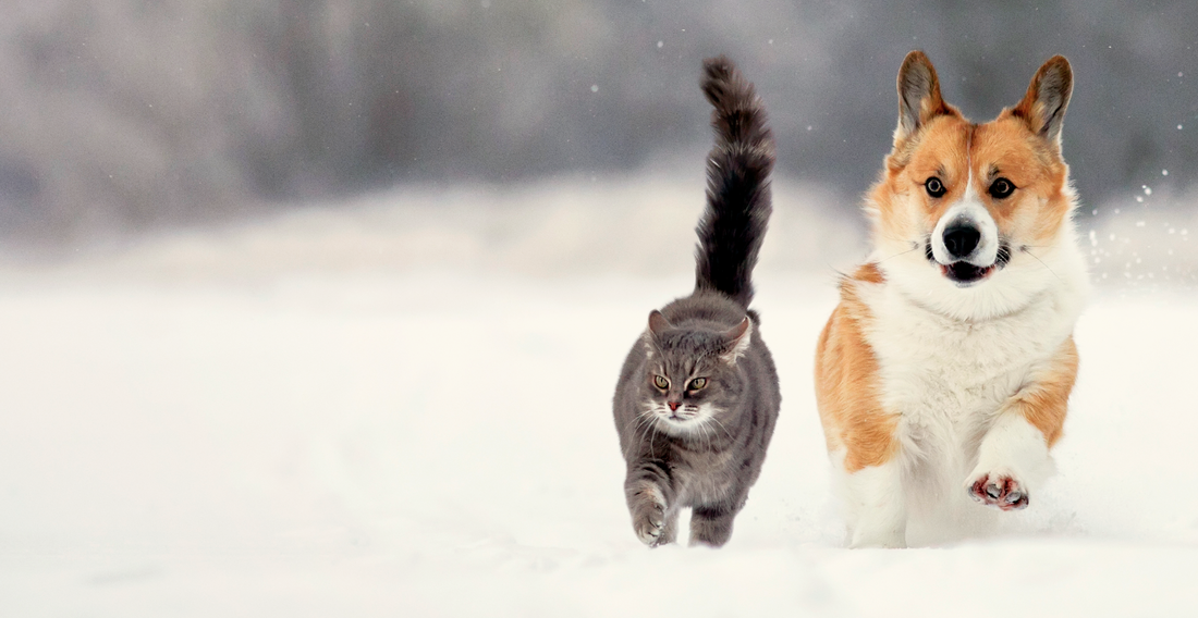 Corgi dog and grey cat running side by side in the snow, representing active and healthy pets enjoying winter outdoors
