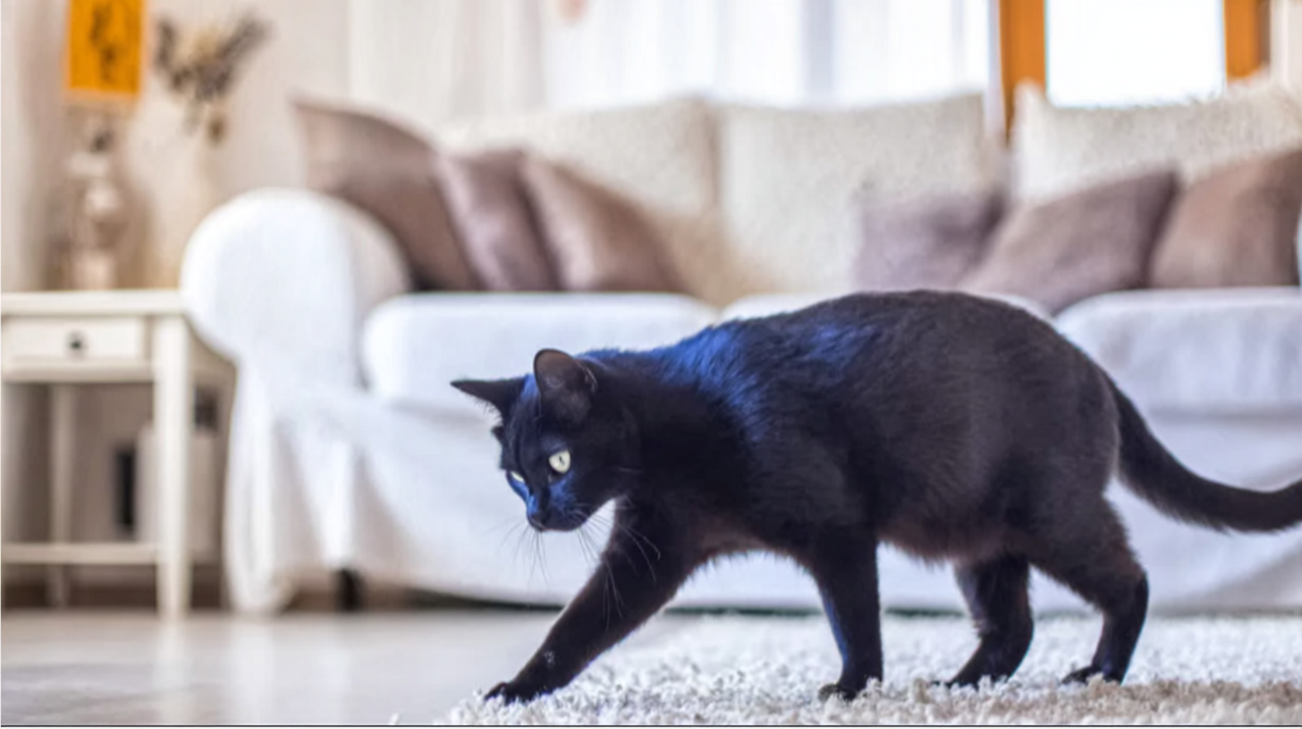 Black cat walking on a carpet in a cozy living room with a white sofa in the background.