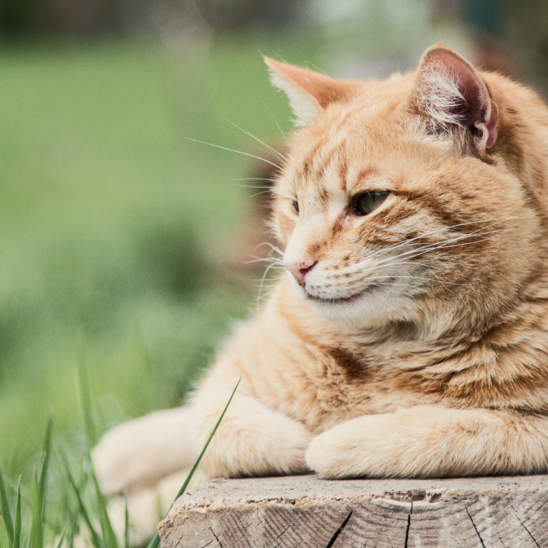 Stylla Resilience for cats
