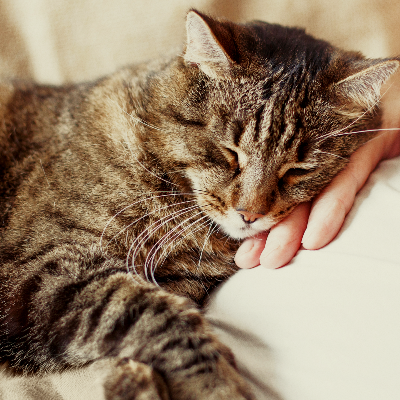 Stylla Calmness for cats