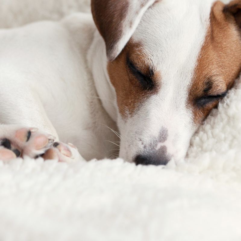 Stylla Calmness for dogs