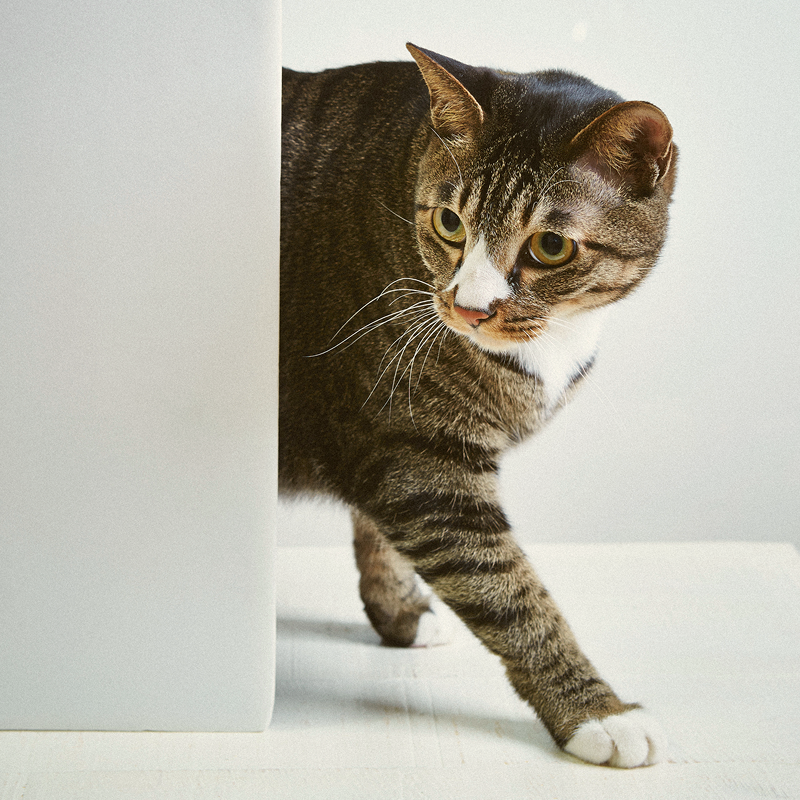Stylla Mobility for cats