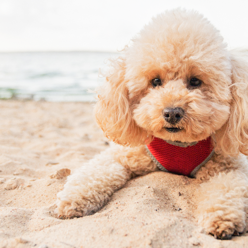 Stylla Mobility for dogs