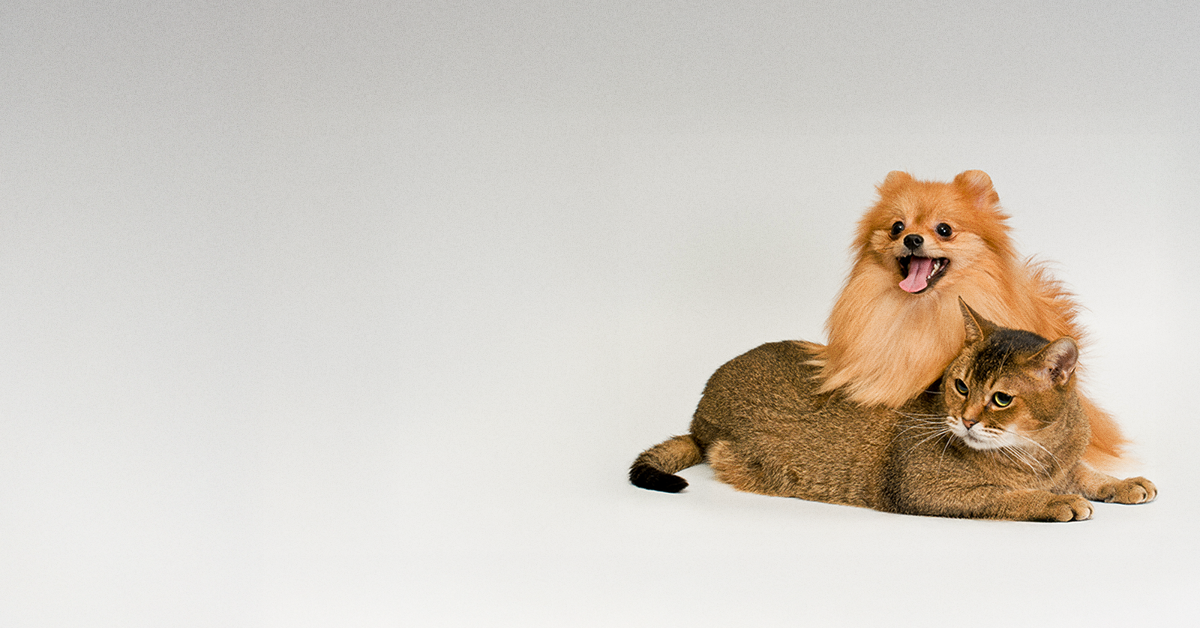Ein glücklicher Pomeranian-Hund und eine entspannte Katze, die zusammen das Wohlbefinden und die Harmonie von Haustieren symbolisieren, unterstützt durch eine gute Ernährung