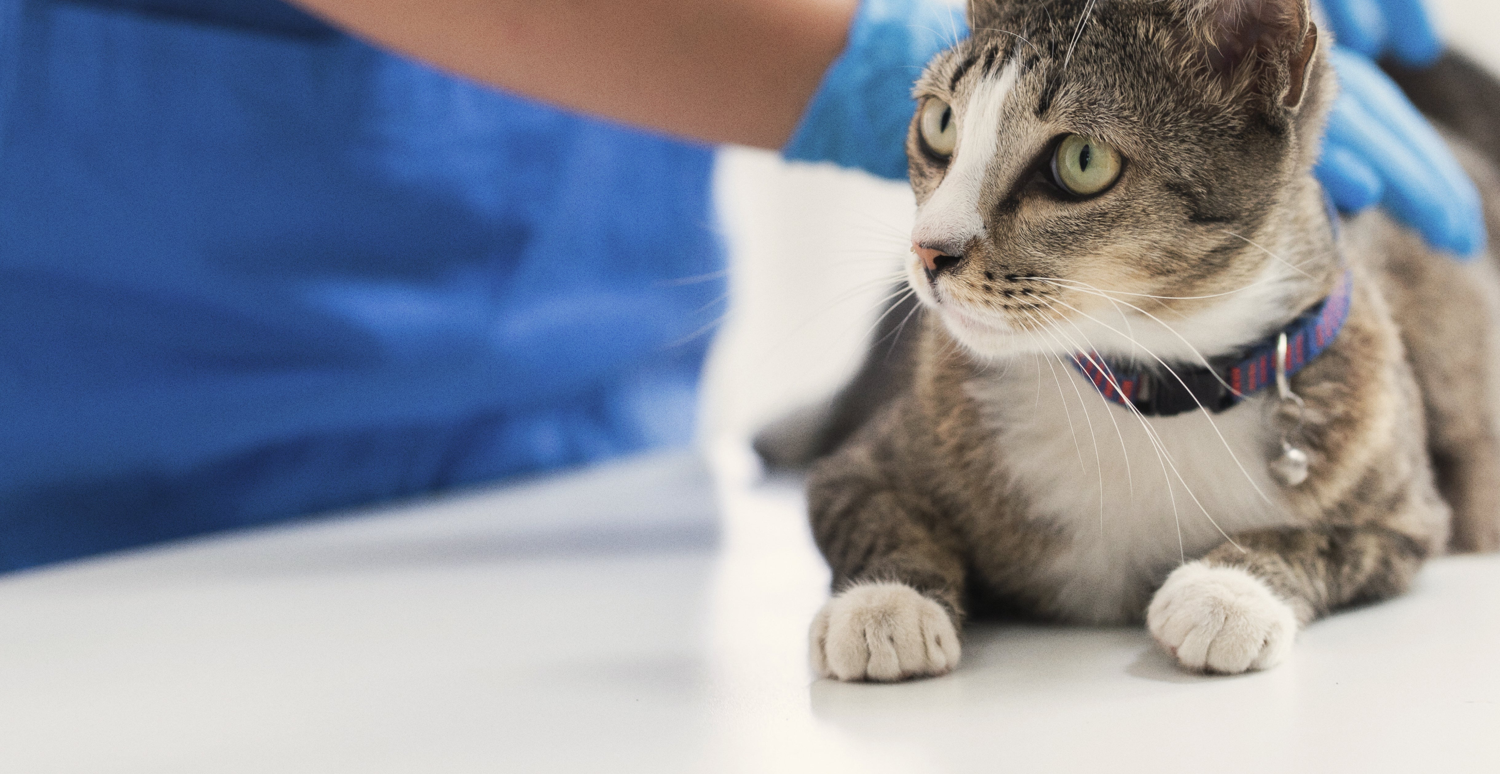 Nahaufnahme einer getigerten Katze mit auffallend grünen Augen, die auf einer weißen Fläche liegt. Der Kopf der Katze ist leicht geneigt, eine Pfote ist in Richtung der Kamera ausgestreckt.