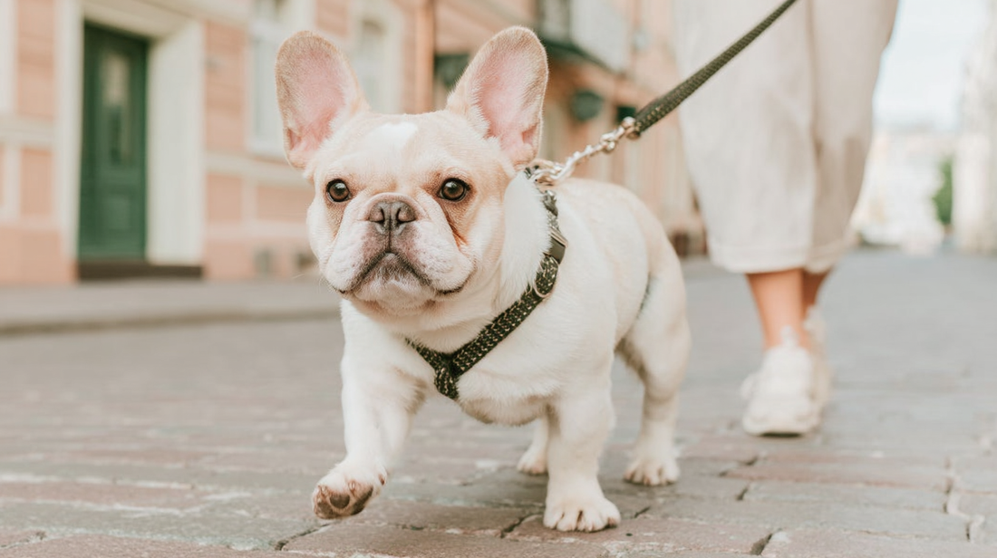 Un bouledogue français en laisse se promenant à l'extérieur sur un trottoir en ville.