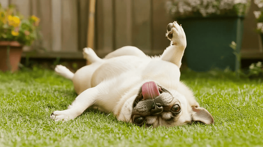 Omega-3 relief: Transforming your arthritic dog's mobility and comfort - Stylla