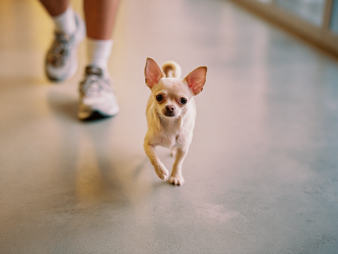 Petit chihuahua marchant à l'intérieur à côté de son propriétaire, symbolisant l'anxiété canine et les solutions apaisantes.