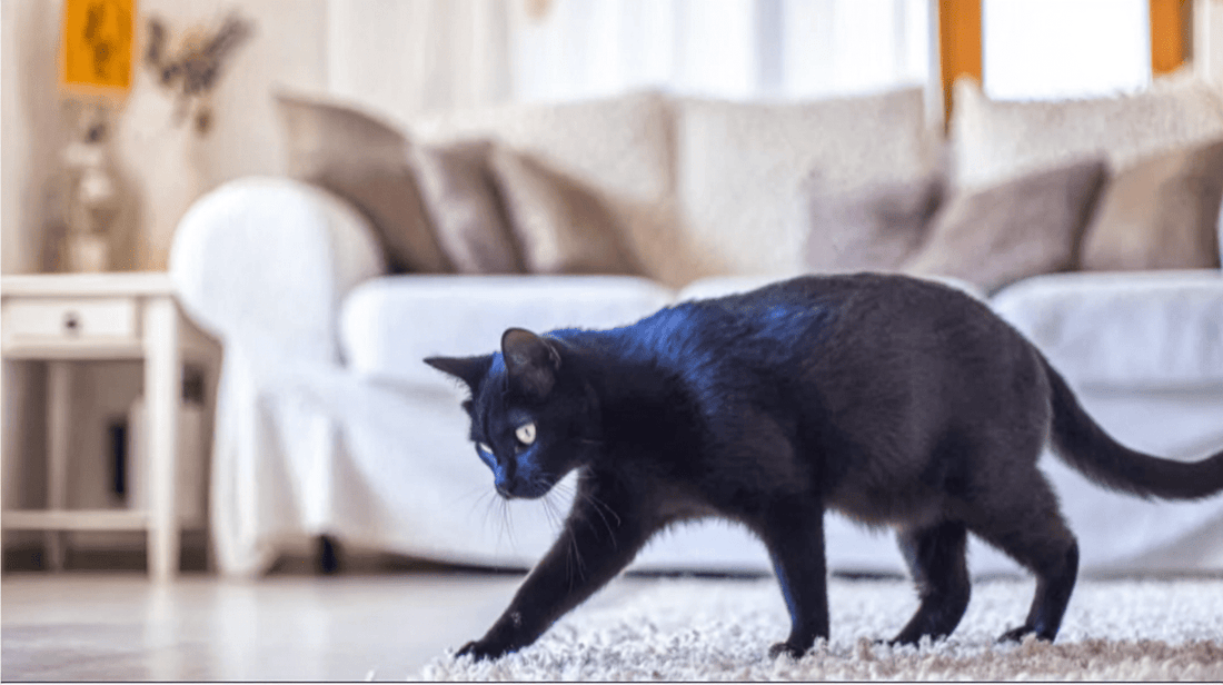 Boules de poils du chat : causes, quand s'inquiéter et solutions naturelles - Stylla