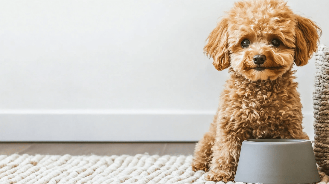 Les changements de régime surprenants qui pourraient sauver votre chien des douleurs articulaires - Stylla