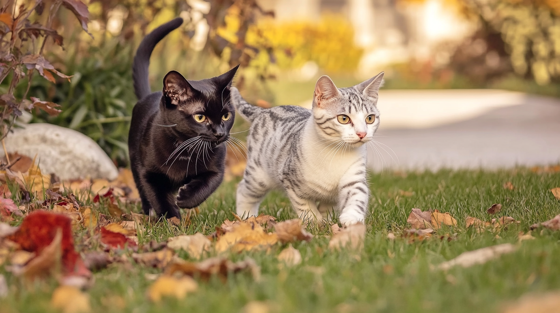 Two cats walking together on grass covered with autumn leaves - one black cat with yellow eyes and one silver tabby with white markings, both moving through a garden with fall foliage.