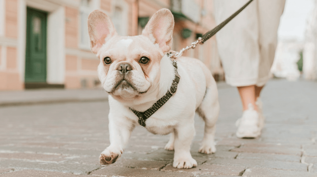 How do I cut dog's nails at home: A veterinarian's fear-free approach - Stylla