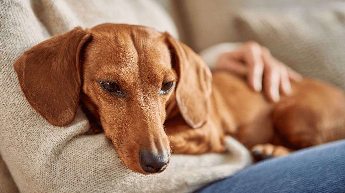 Comment enlever une tique de chien en toute sécurité ? - Stylla