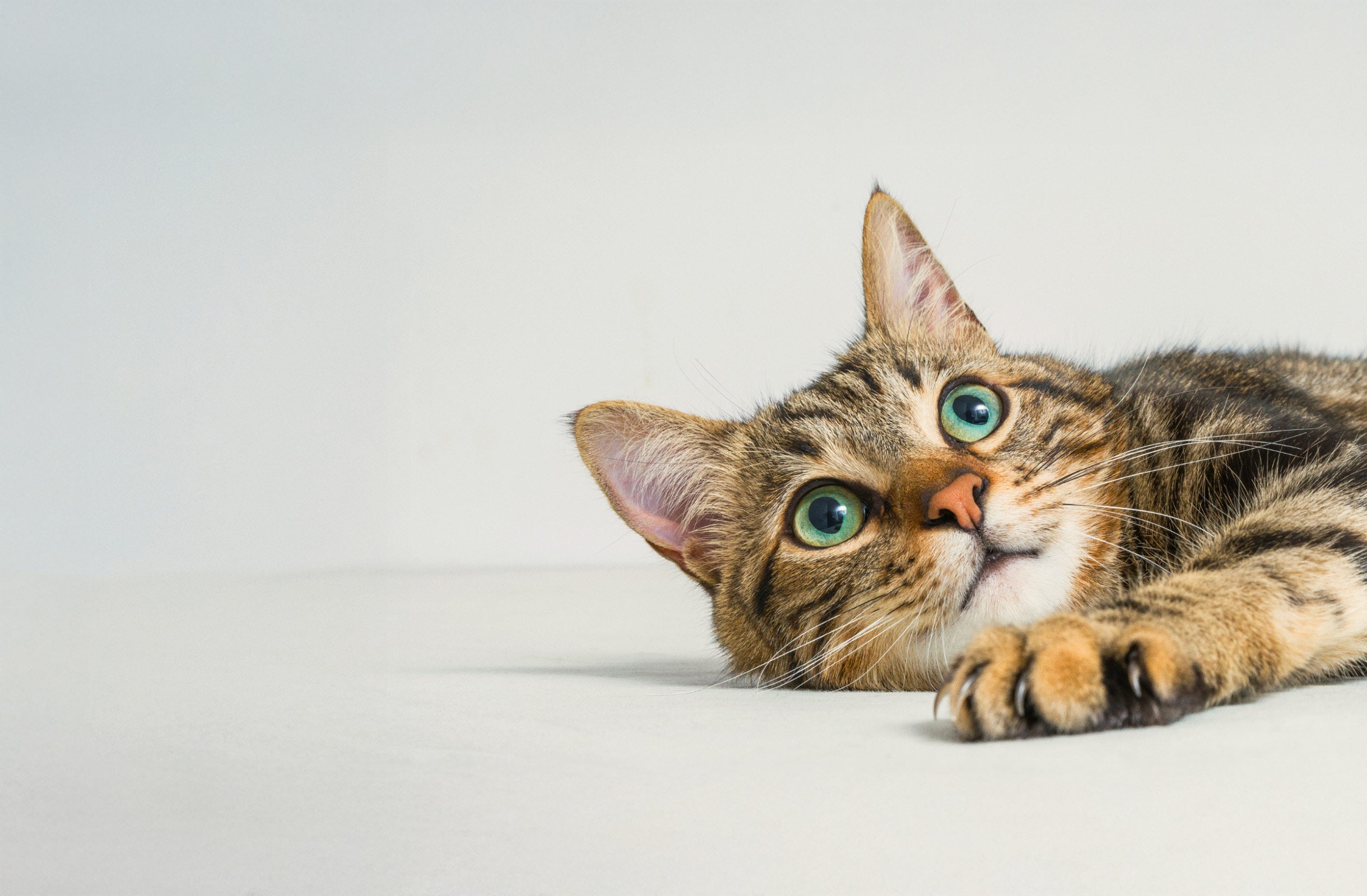 Chat tabby curieux aux yeux verts allongé sur une surface blanche.
