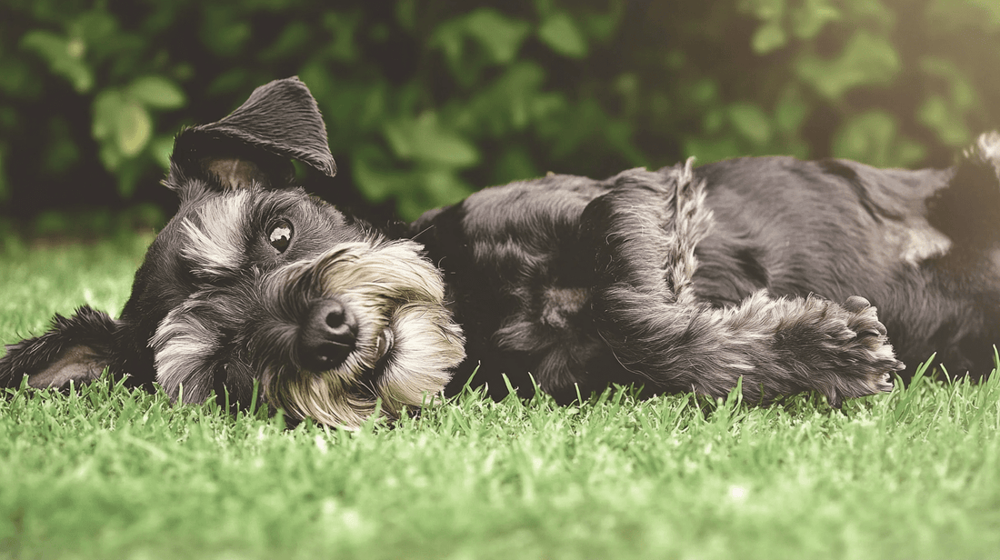 Taurine and heart health: The critical nutrient your dog needs - Stylla