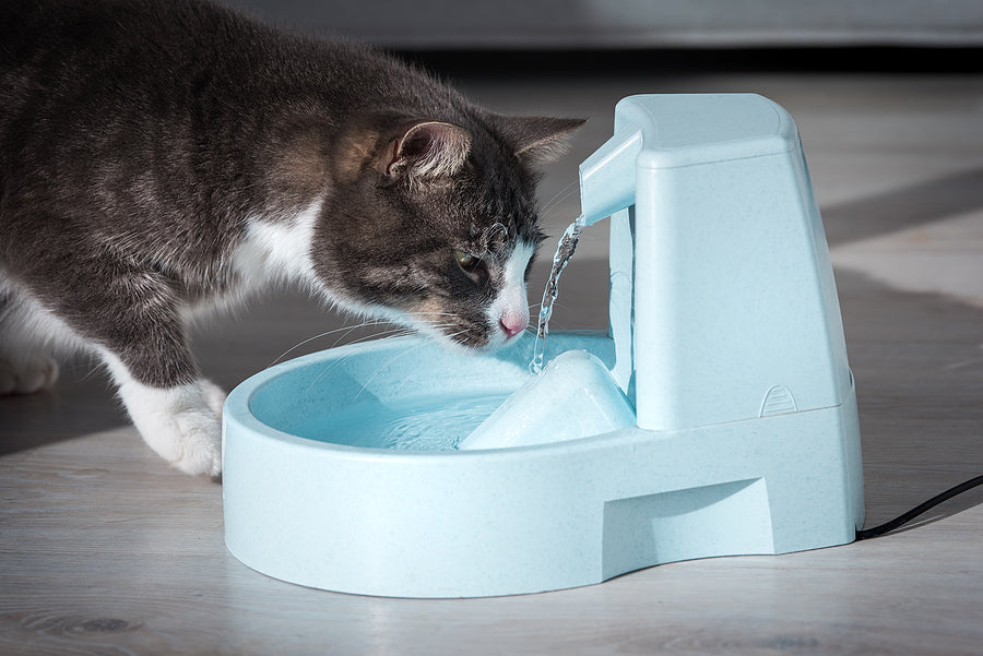Graue und weiße Katze trinkt aus einem blauen Wasserbrunnen für Haustiere auf einem gefliesten Boden