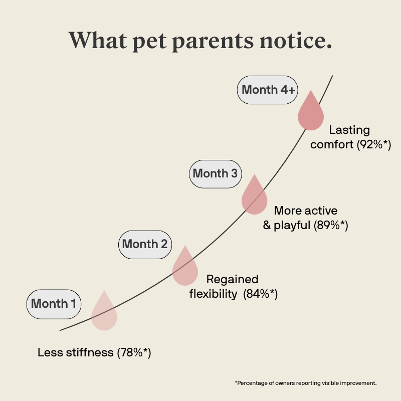 Stylla Mobility for cats