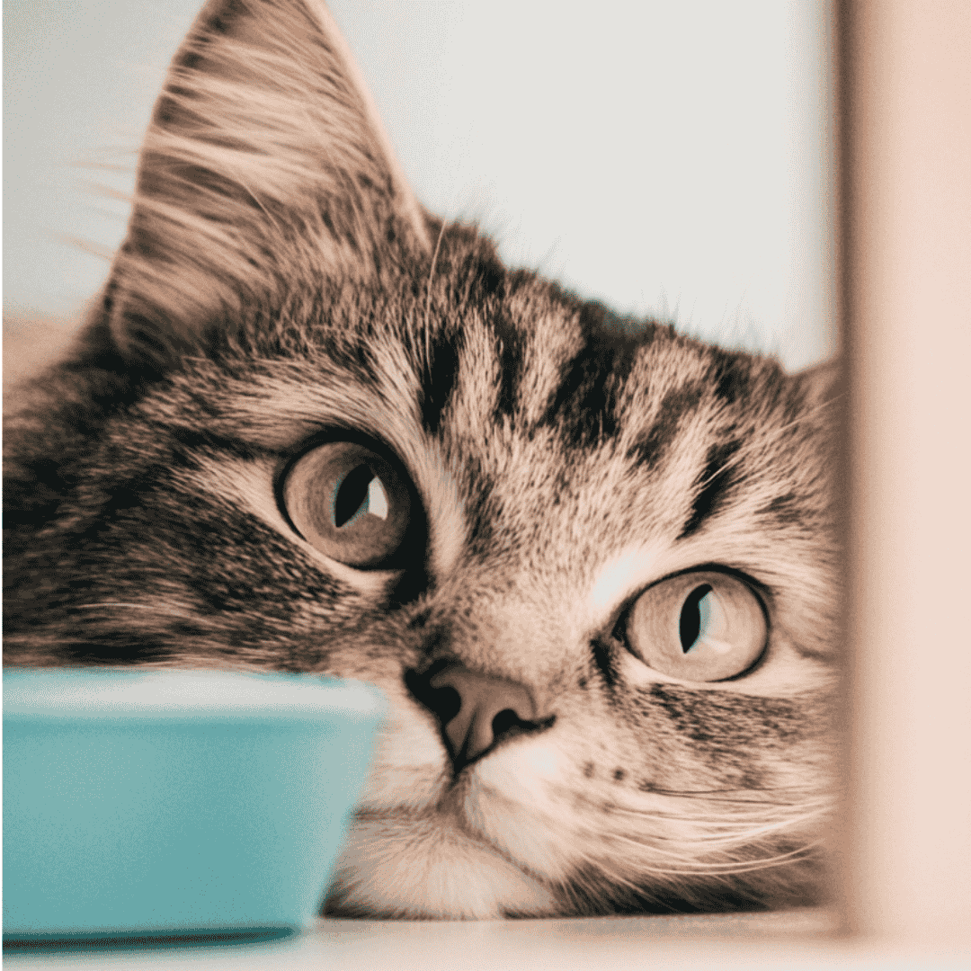 Stylla Hydration für Katzen