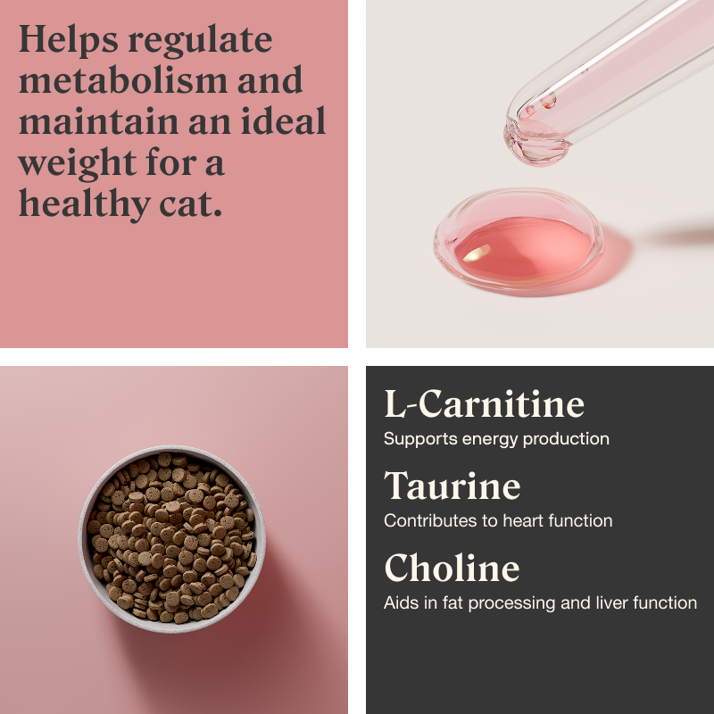 Ideal Weight for cats | Weight balance support | Stylla Ideal Weight for cats | Weight balance support | Stylla