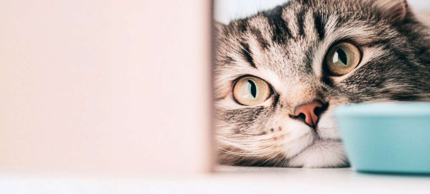 A cat with bright eyes looks directly at the camera from behind a door, creating a sense of intrigue and playfulness.